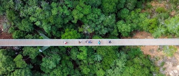 Bird eye view of people walking across a wooden bridge surrounded by an abundance of trees and Forrest 