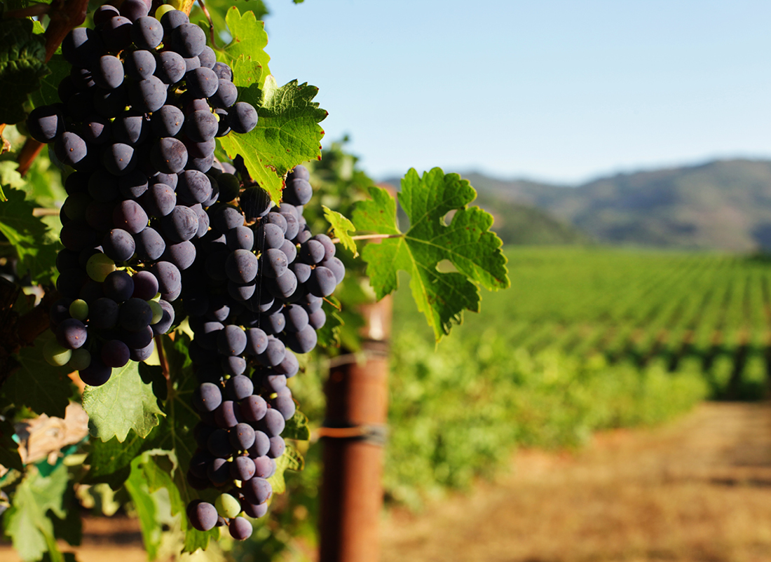 https://jws.com.au/firm/news/2023-media-releases/jws-advises-sellers-of-daou-vineyards